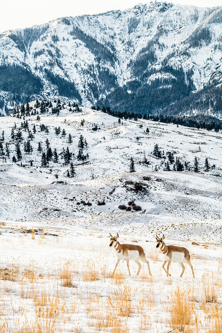 Pronghorn Antelope (Antilocapra americana) walking through wintry landscape with mountain in background in Yellowstone National Park; Montana, United States of America
