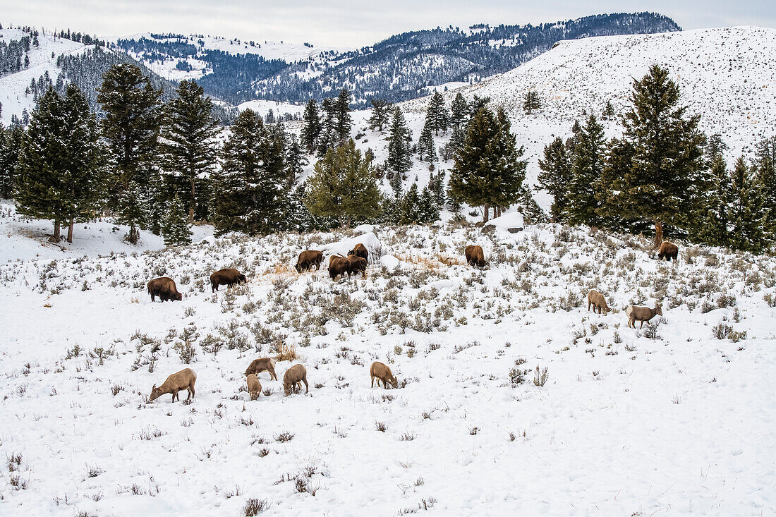 Amerikanischer Bison (Bison bison) und Dickhornschaf (Ovis canadensis) grasen nebeneinander auf einer verschneiten Wiese im Yellowstone National Park; Wyoming, Vereinigte Staaten von Amerika