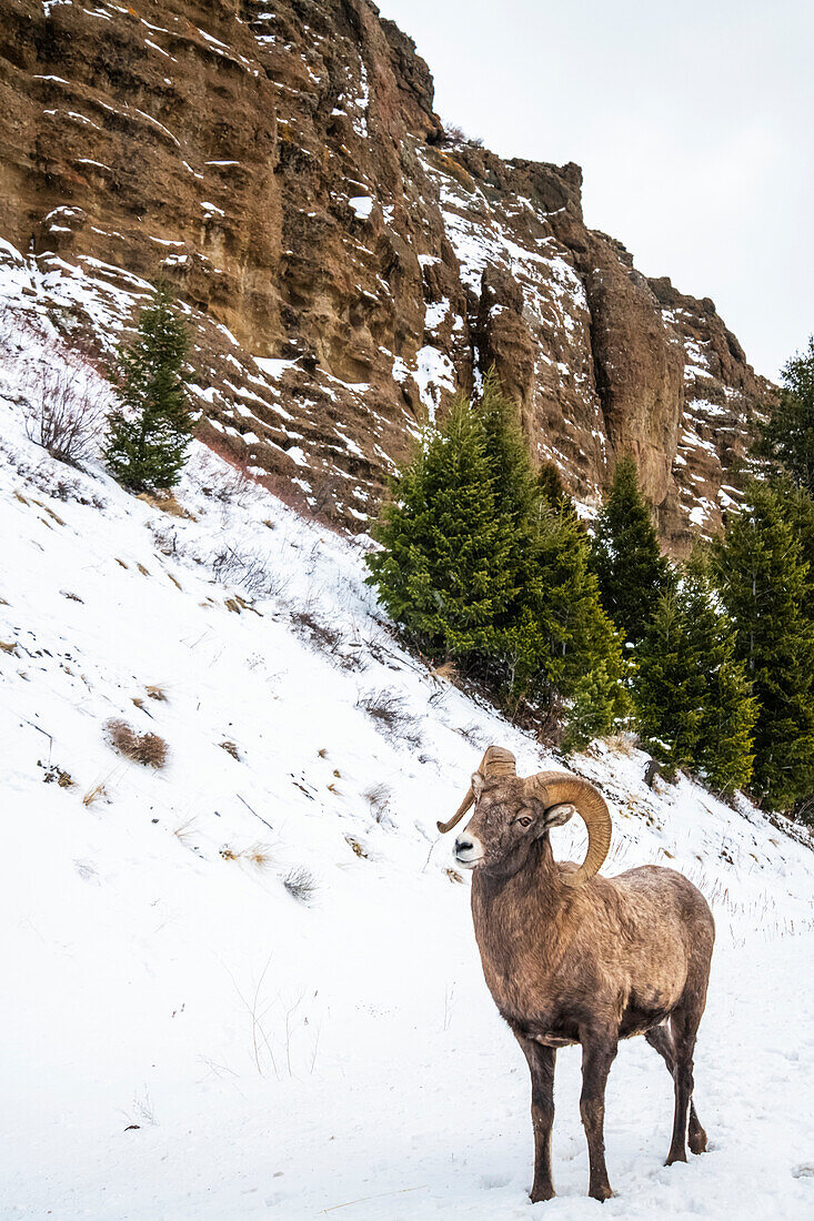 Dickhornschaf-Widder (Ovis canadensis) an einem verschneiten Hang unterhalb senkrechter Felsen im North Fork des Shoshone River-Tals nahe dem Yellowstone-Nationalpark; Wyoming, Vereinigte Staaten von Amerika