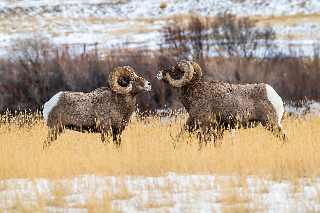 Zwei Dickhornschaf-Böcke (Ovis canadensis) treten während der Brunftzeit in der Nähe des Yellowstone-Nationalparks gegeneinander an; Montana, Vereinigte Staaten von Amerika