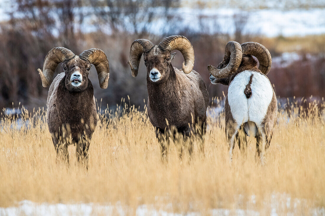 Dickhornschaf-Böcke (Ovis canadensis) stehen während der Brunftzeit in der Nähe des Yellowstone-Nationalparks zusammen; Montana, Vereinigte Staaten von Amerika