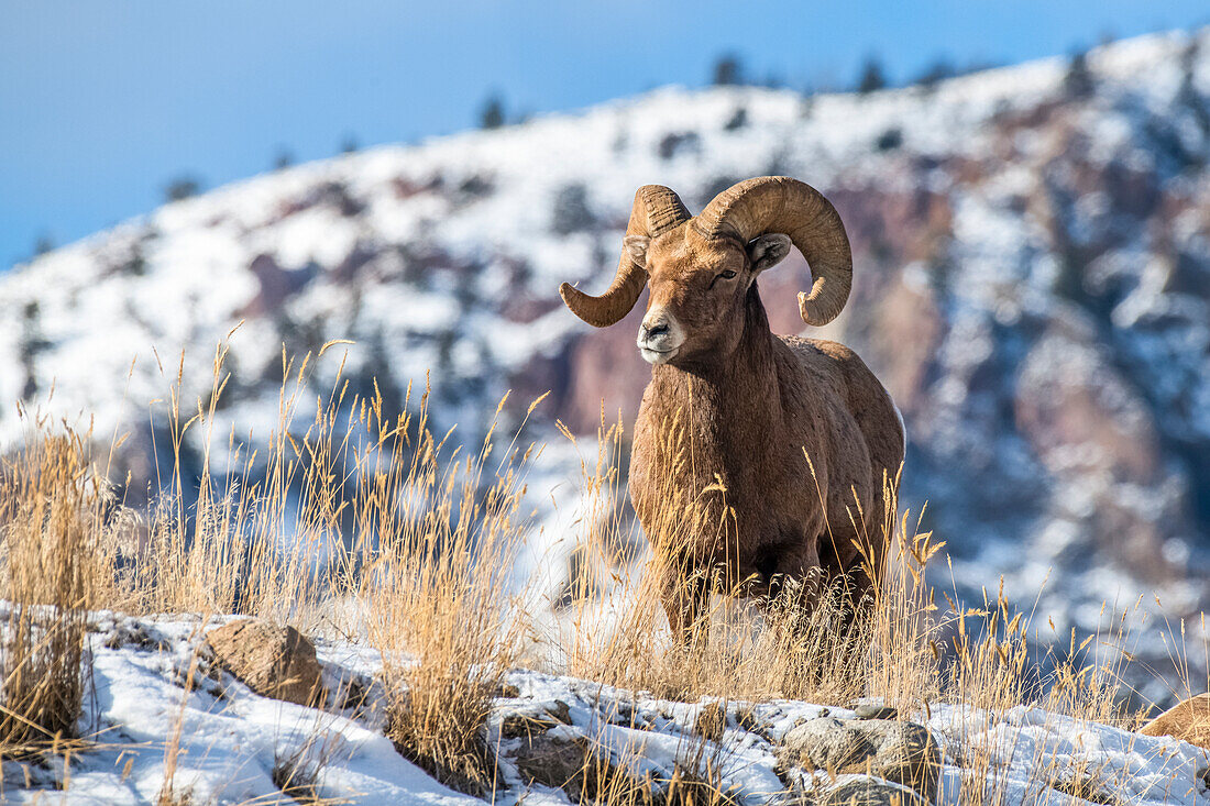 Bighorn Sheep ram (Ovis canadensis) stands on a ridge near Yellowstone National Park; Montana, United States of America