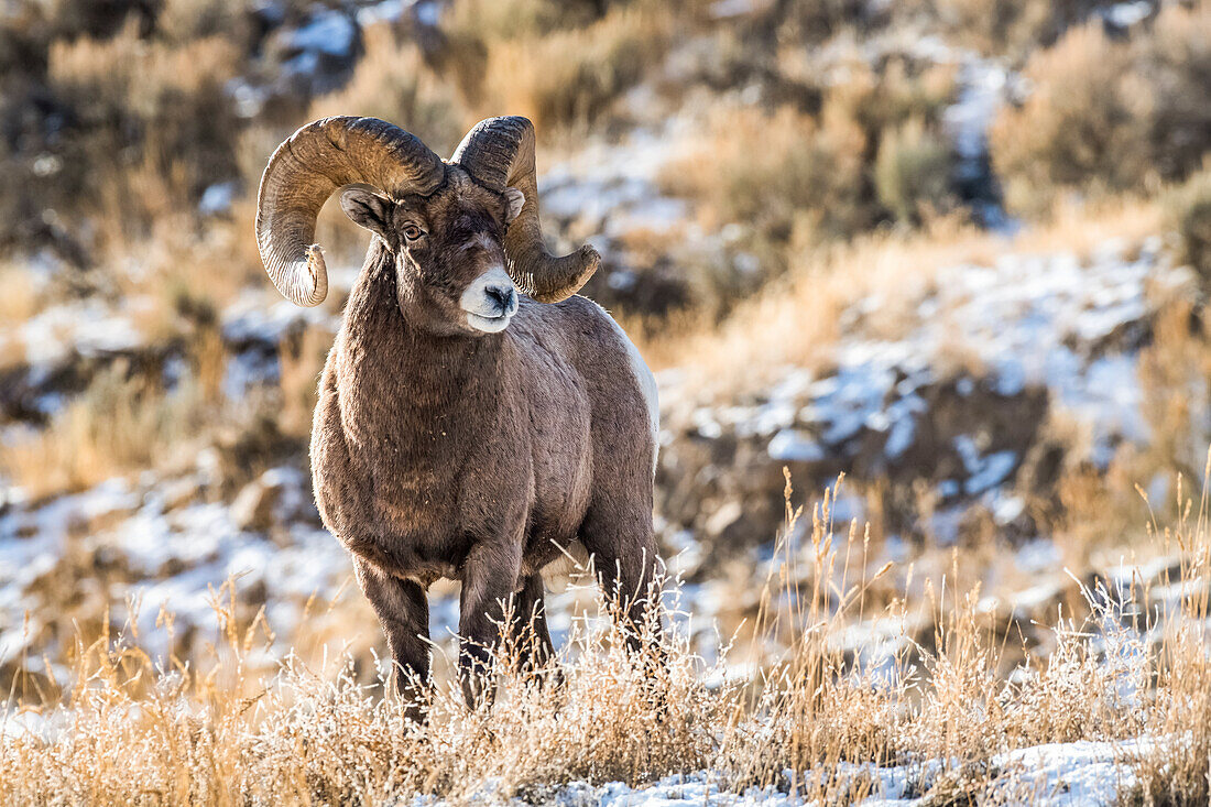 Bighorn Sheep ram (Ovis canadensis) stands on a ridge during the rut near Yellowstone National Park; Montana, United States of America