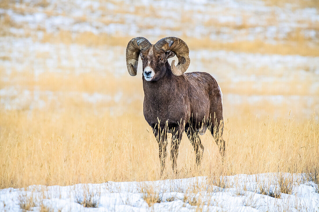 Dickhornschaf-Widder (Ovis canadensis) mit massiven Hörnern, die vom Kampf während der Brunftzeit angeschlagen sind, steht in einer Schneelandschaft in der Nähe des Yellowstone-Nationalparks; Montana, Vereinigte Staaten von Amerika