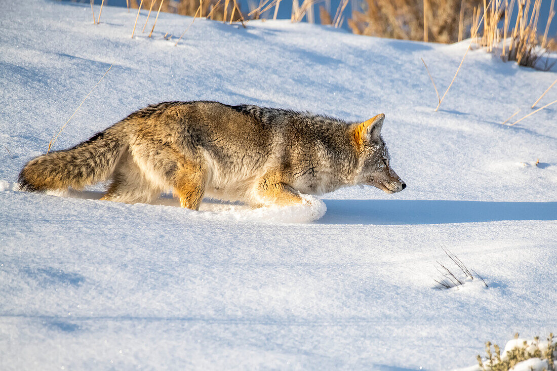 Coyote (Canis latrans) plows through deep snow while hunting mice in Yellowstone National Park; Wyoming, United States of America