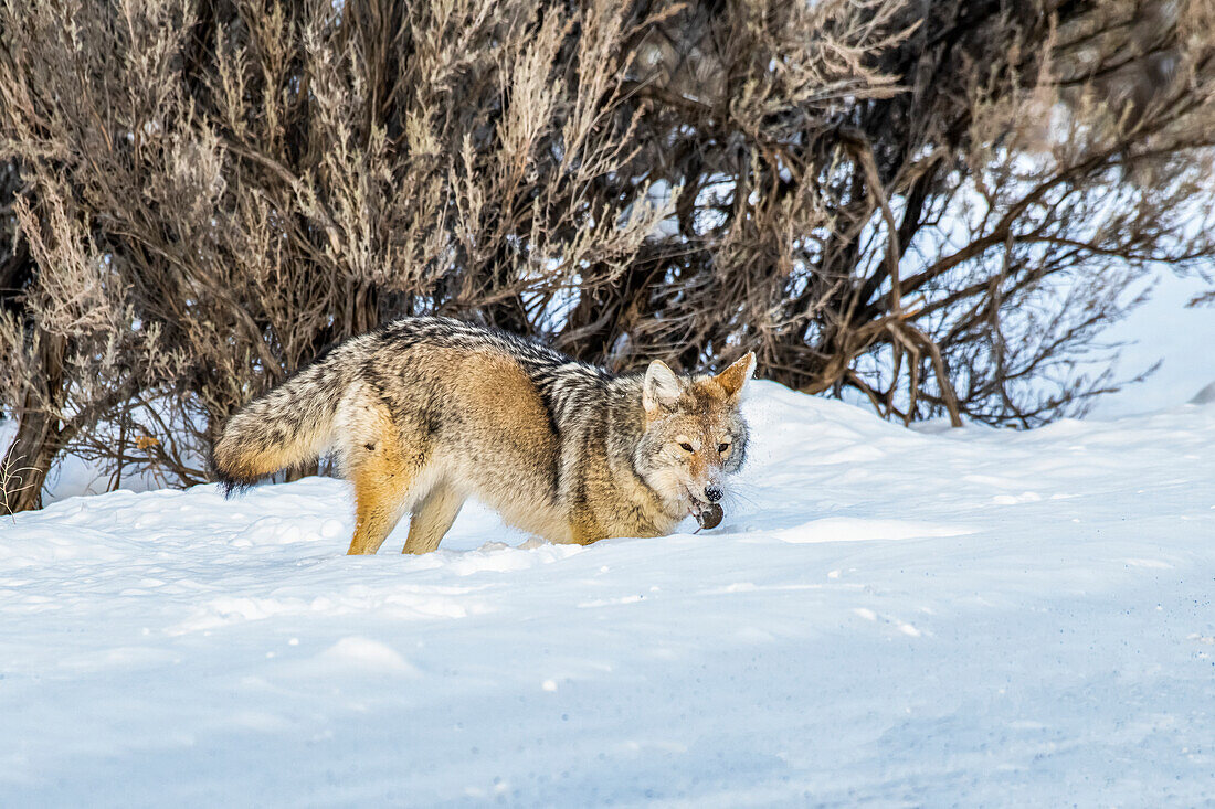 Kojote (Canis latrans) mit einer frisch erbeuteten Wühlmaus im Maul im Yellowstone-Nationalpark; Wyoming, Vereinigte Staaten von Amerika