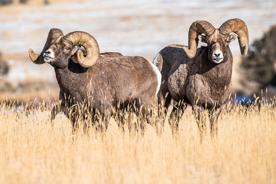 Bighorn Sheep rams (Ovis canadensis) stand in grassy meadow during the rut near Yellowstone National Park; Montana, United States of America