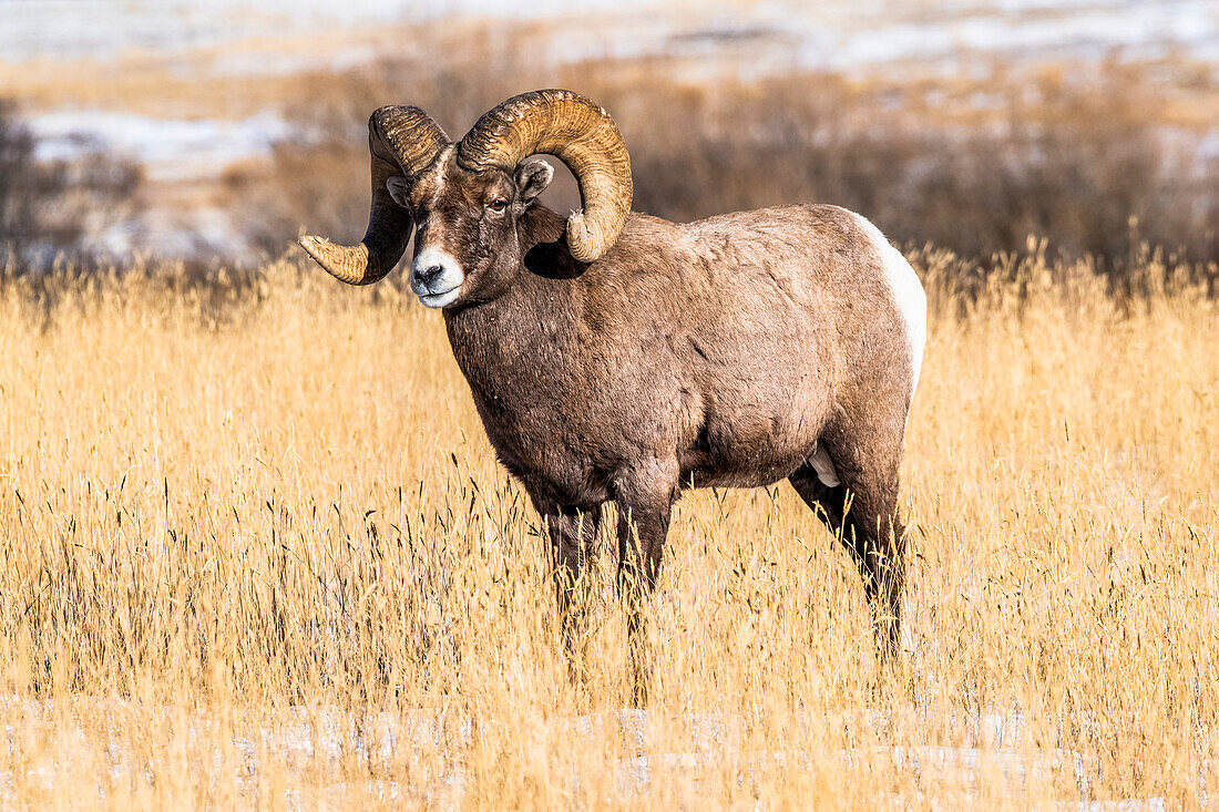 Bighorn Sheep ram (Ovis canadensis) with massive horns stands in a grassy meadow during the rut near Yellowstone National Park; Montana, United States of America