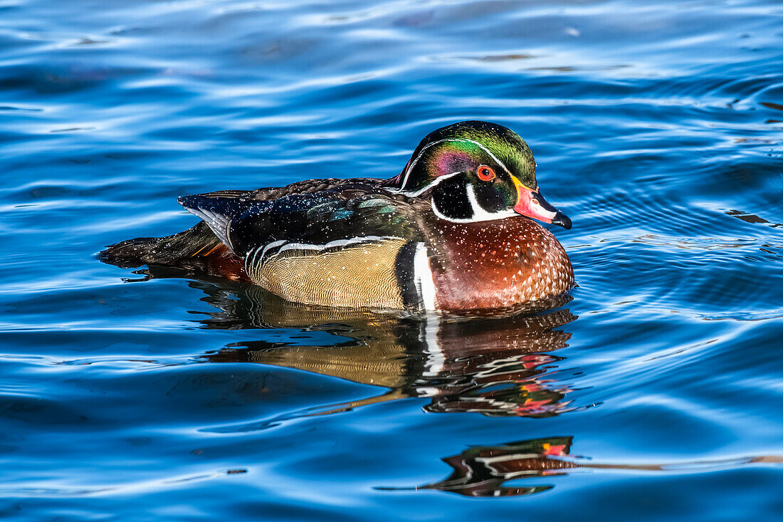 Pair of Wood Ducks (Aix sponsa) swimming in an icy pond in Sacagawea Park; Livingston, Montana, United States of America