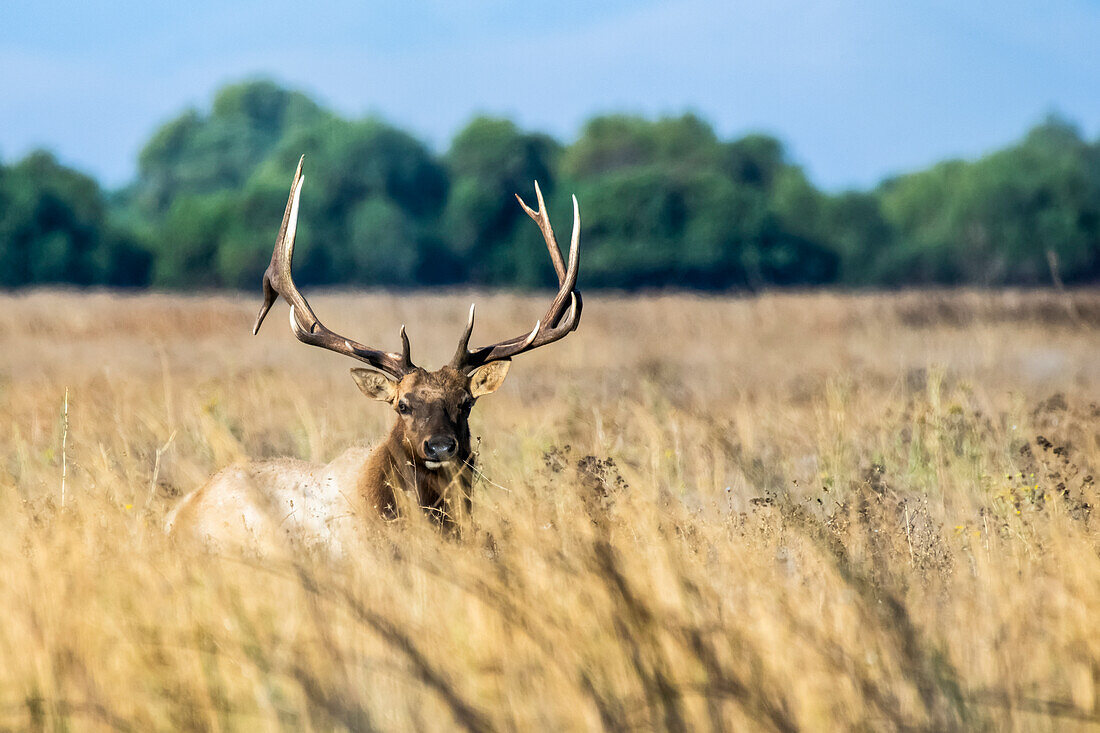 Large bull Tule Elk (Cervus canadensis nannodes) standing in tall, dry grass at San Luis National Wildlife Refuge; California, United States of America