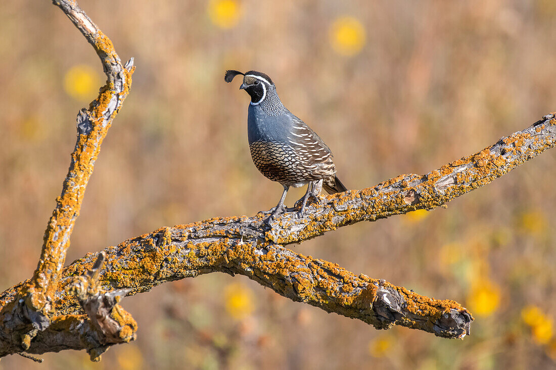 Männliche Kalifornische Wachtel (Callipepla californica) auf einem toten, mit orangefarbenen Flechten bewachsenen Ast im San Luis National Wildlife Refuge; Kalifornien, Vereinigte Staaten von Amerika