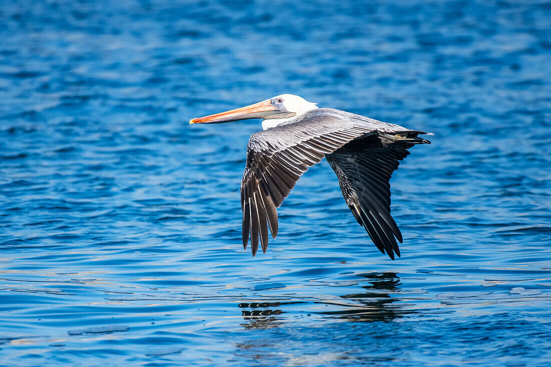 Ein Brauner Pelikan (Pelicanus occidentalis) gleitet knapp über die Meeresoberfläche im Point Lobos State Natural Reserve; Kalifornien, Vereinigte Staaten von Amerika