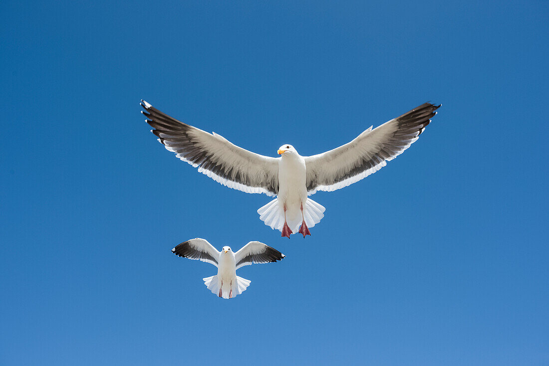 Ein Paar Westmöwen (Larus occidentalis) fliegt gegen einen blauen Himmel; Morro Bay, Kalifornien, Vereinigte Staaten von Amerika
