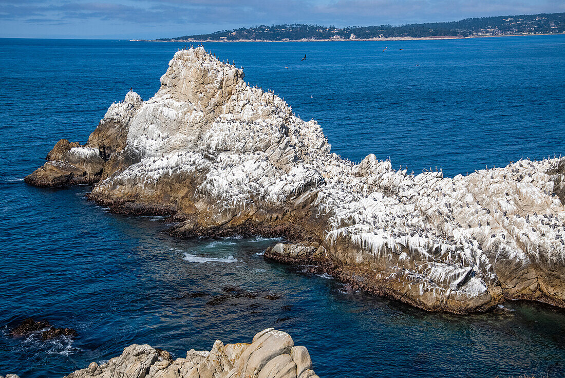 Braune Pelikane (Pelicanus occidentalis) sitzen auf mit Guano bewachsenen Felsen im Point Lobos State Natural Reserve mit der Monterey Peninsula im Hintergrund; Kalifornien, Vereinigte Staaten von Amerika