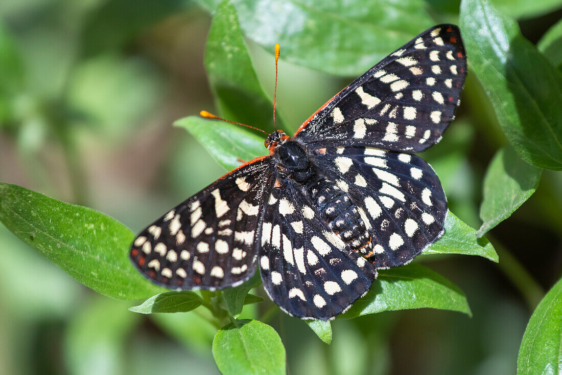Close-up of a Calcedon Checkerspot Butterfly (Euphydryas calcedona) at the Rancho Santa Ana Botanic Garden; Claremont, California, United States of America