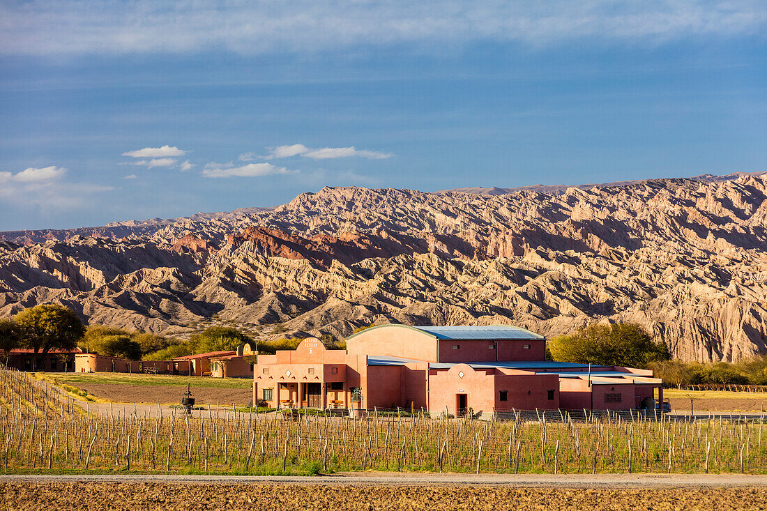 Vineyard in the wild mountains; Angastaco, Salta Province, Argentina