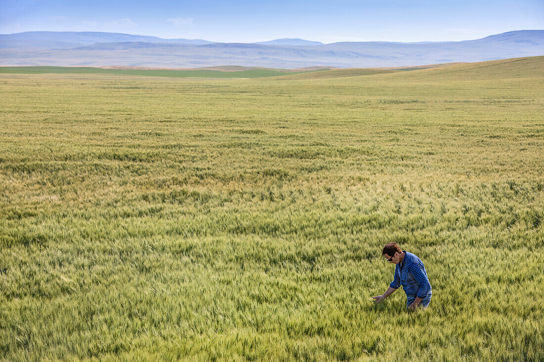Farmer standing in a wheat field inspecting the yield; Alberta, Canada