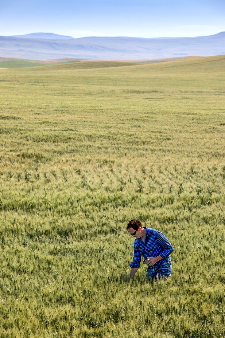 Farmer standing in a wheat field holding a phone and inspecting the yield; Alberta, Canada