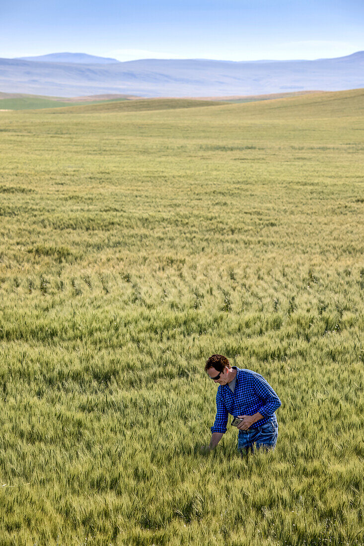 Landwirt steht in einem Weizenfeld, hält ein Telefon in der Hand und prüft die Ernte; Alberta, Kanada