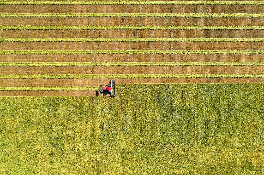 View from directly above of a swather cutting a barley field with graphic harvest lines; Beiseker, Alberta, Canada