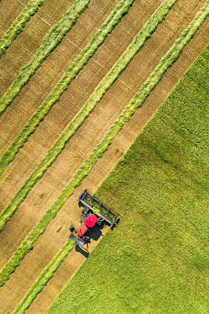 Blick von oben auf einen Schwader, der ein Gerstenfeld mit grafischen Erntelinien schneidet; Beiseker, Alberta, Kanada