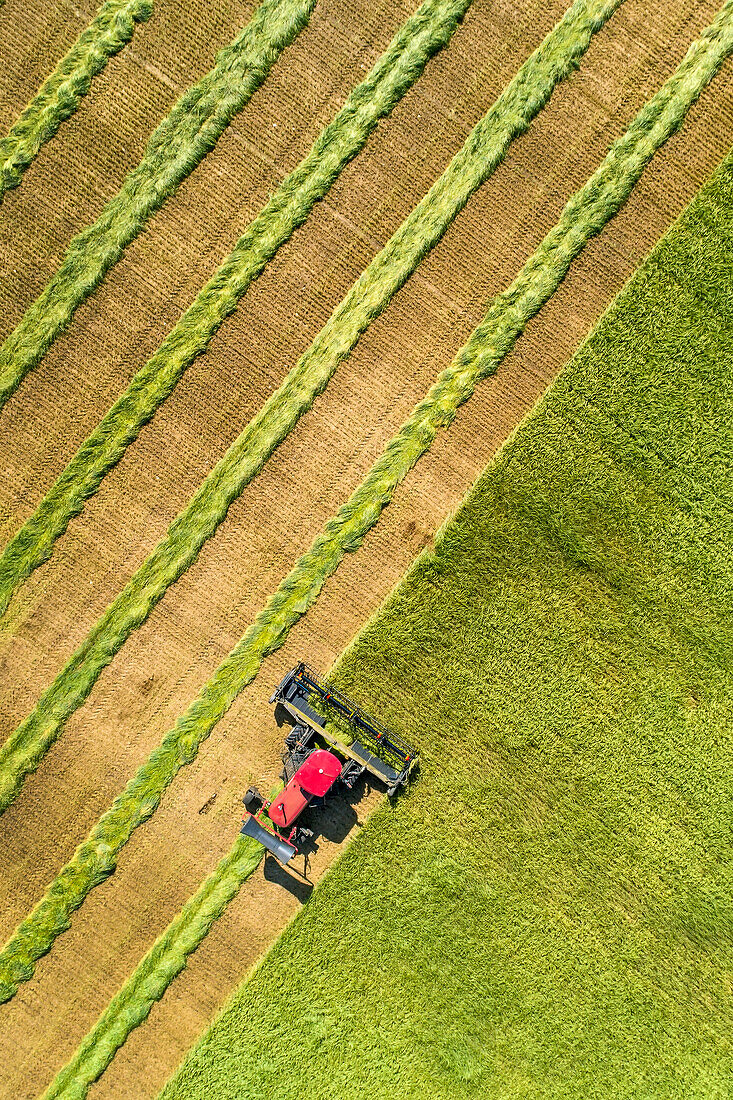 View from directly above of a swather cutting a barley field with graphic harvest lines; Beiseker, Alberta, Canada