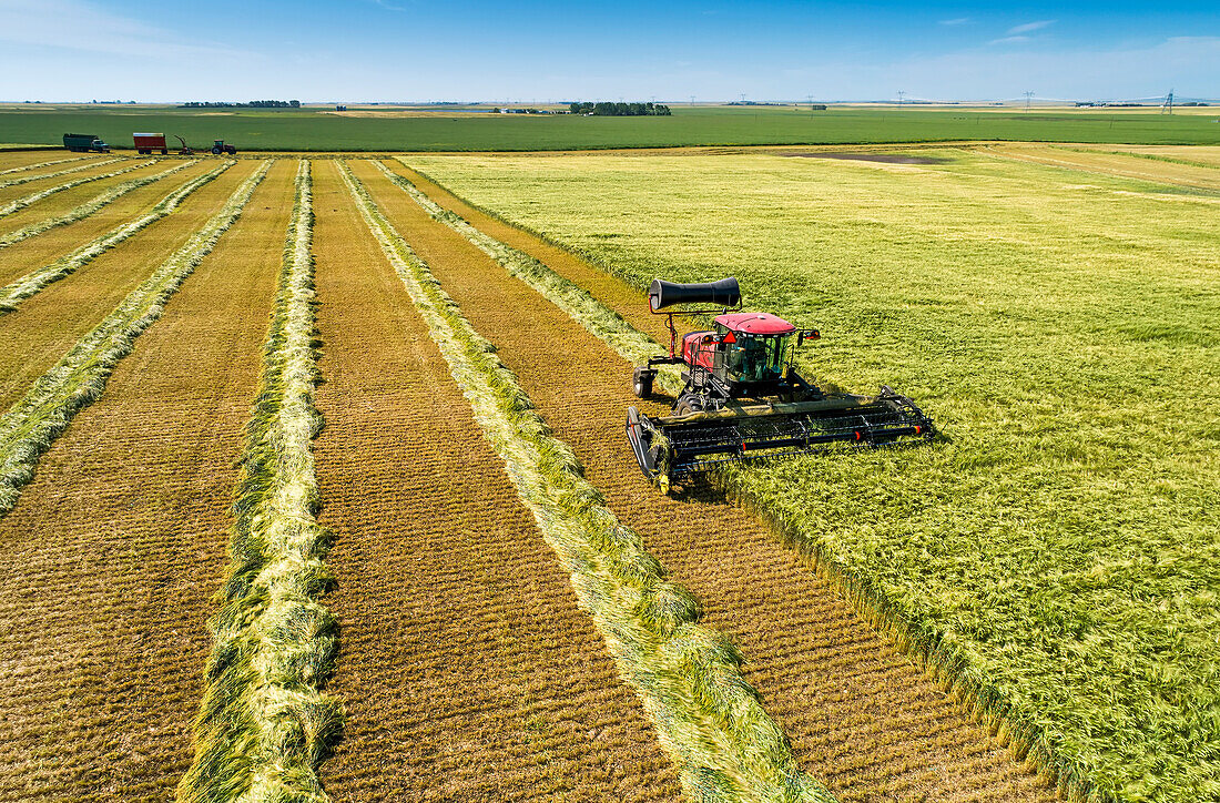 Swather cutting a barley field with graphic harvest lines; Beiseker, Alberta, Canada