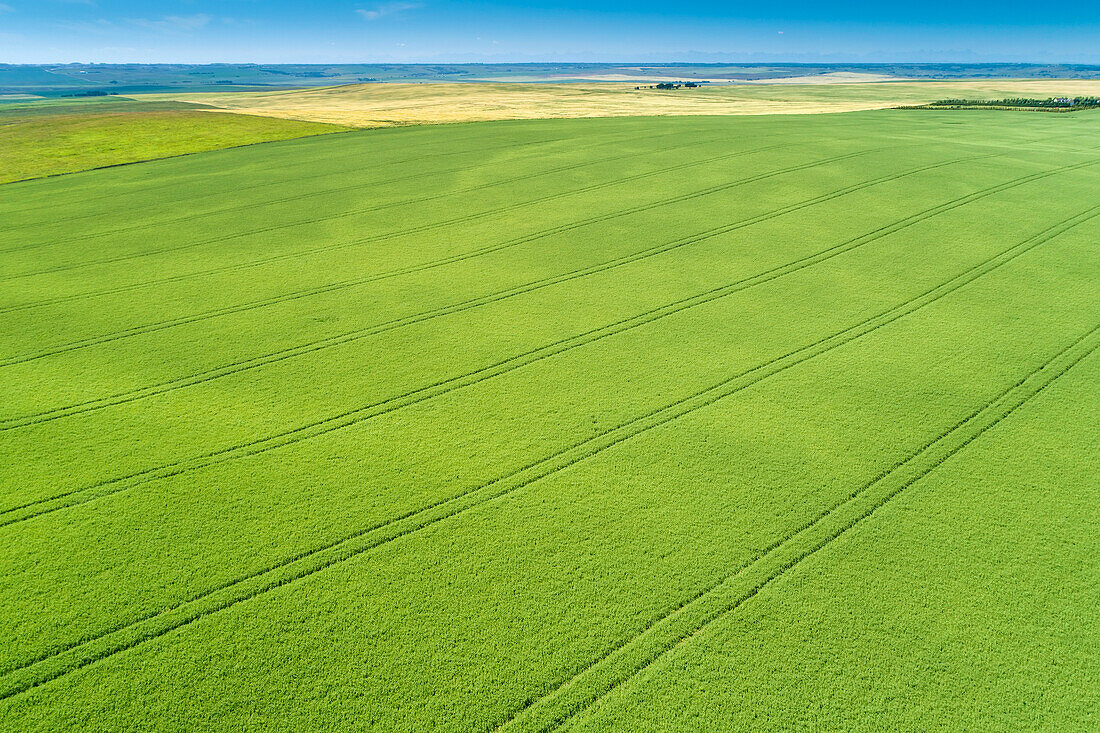 Aerial view of a green barley field with tire lines impressed in the field; Beiseker, Alberta, Canada