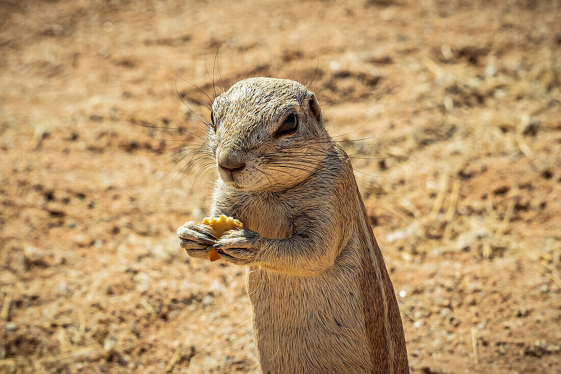 Ground squirrel ((Sciuridae) in Solitaire, Namib-Naukluft National Park; Namibia