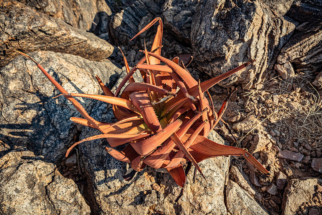 Vegetation at Fish River Canyon; Namibia