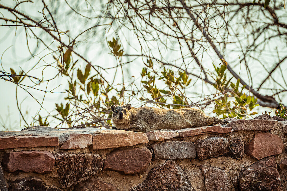 Dassie (Hyracoidea), also known as a Rock Hyrax (Procavia capensis), at Hardap Resort; Hardap Region, Namibia