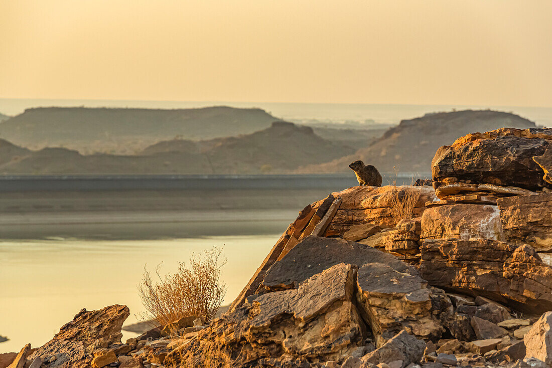 Dassie, or Rock Hyrax (Procavia capensis), Hardap Dam at sunset; Hardap Region, Namibia