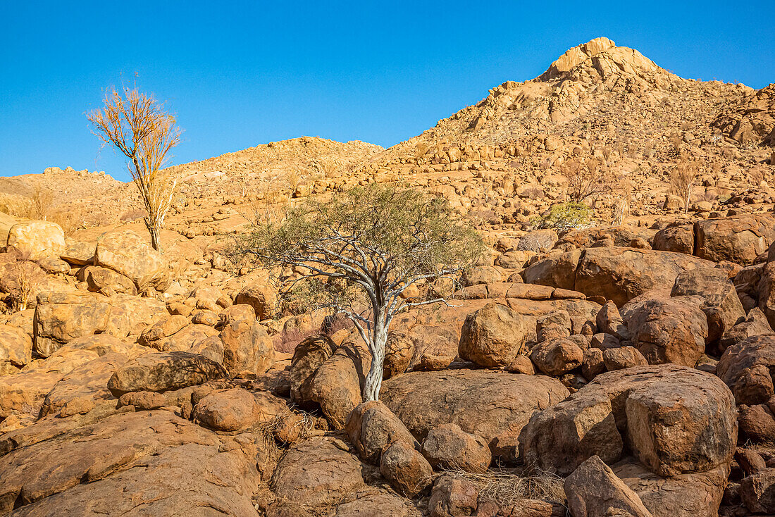 Walking to The White Lady rock painting, Brandberg Mountain, Damaraland; Kunene Region, Namibia