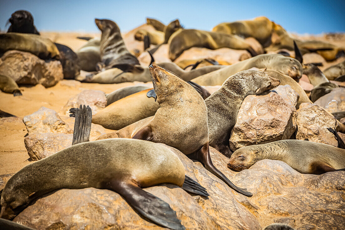 Cape Fur Seals (Arctocephalus pusillus) at Cape Cross Seal Reserve, Skeleton Coast; Namibia
