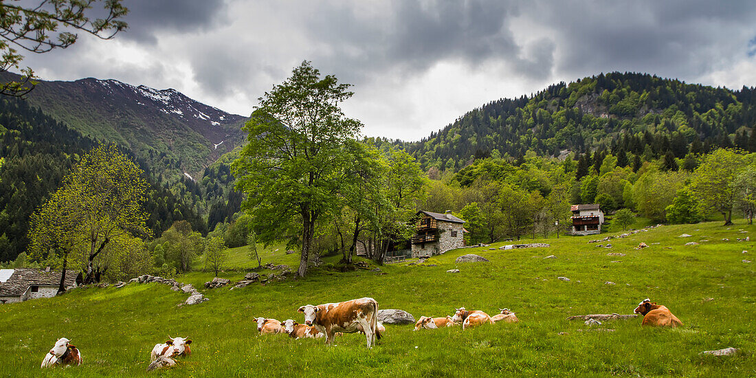 Kühe grasen vor Bauernhäusern hoch oben in den italienischen Alpen; Campertogno, Vecelli, Italien