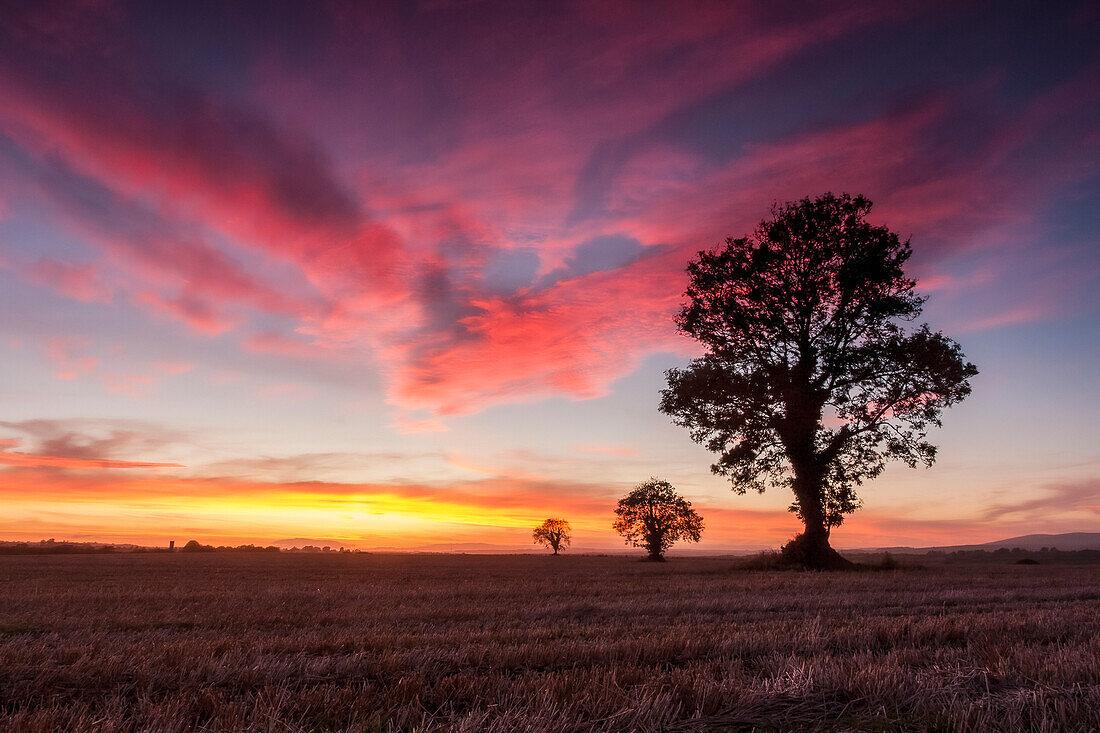 Silhouette of three trees in a stubble field in summer at sunset; Watergrasshill, County Cork, Ireland