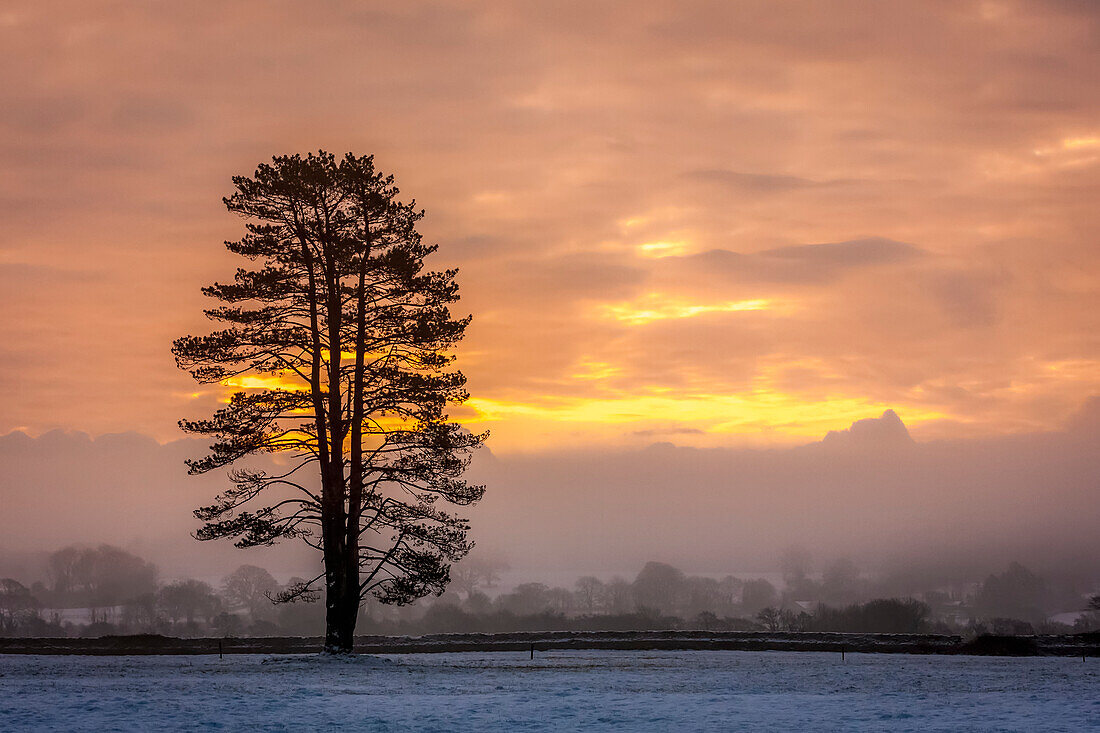 Silhouette eines Baumes auf einem schneebedeckten Feld bei Sonnenaufgang im Winter; Rathcormac, Grafschaft Cork, Irland