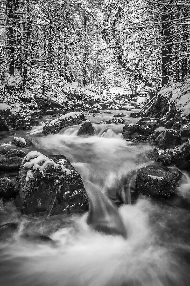 Black and white image of a river cascading through a forest in winter, Galty Mountains; County Tipperary, Ireland
