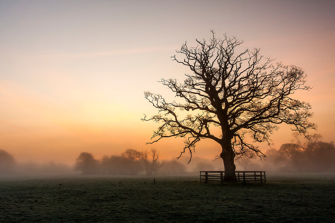 Silhouette of a big leafless tree in a foggy field in winter at dawn; Rathcormac, County Cork, Ireland