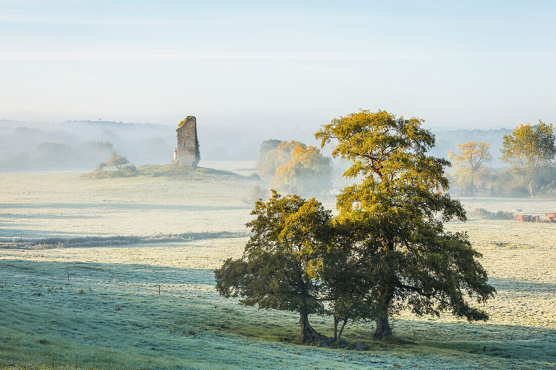 Two trees and an old castle ruin in fog and frost on a winter morning; Clonlara, County Clare, Ireland