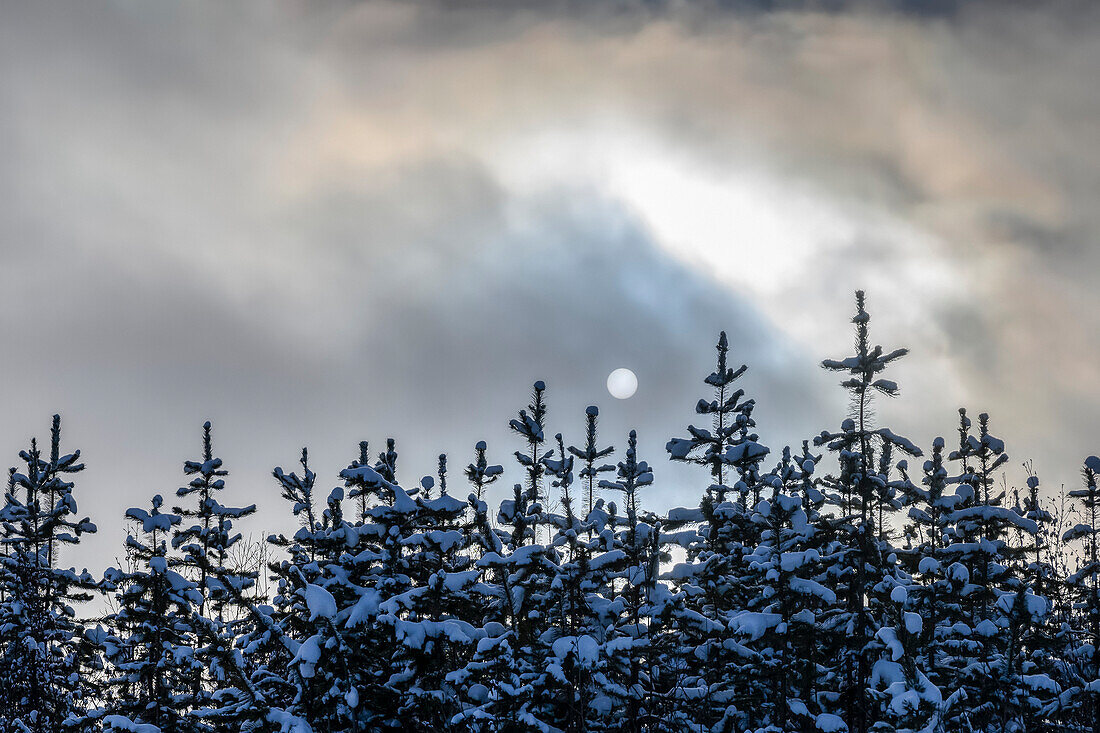 Schnee bedeckt die Wipfel der Nadelbäume, und die Wolken verdecken den Vollmond; British Columbia, Kanada