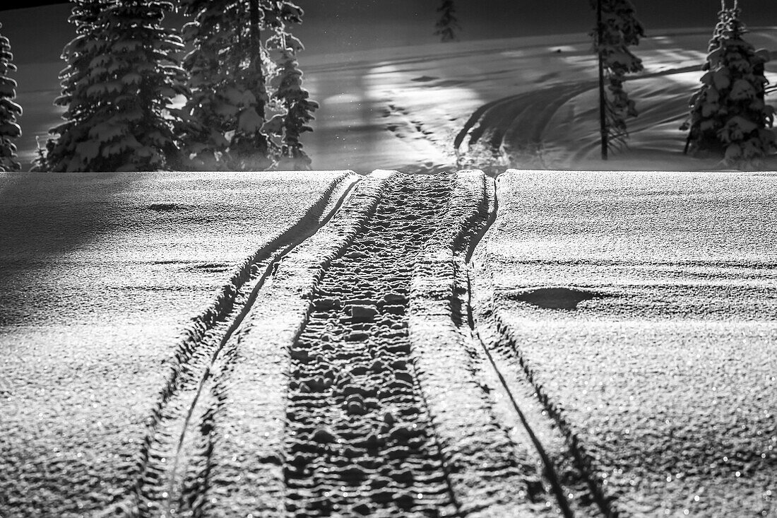 Schwarz-Weiß-Bild von Schneemobilspuren im Schnee zwischen den Bäumen in den Rocky Mountains; British Columbia, Kanada