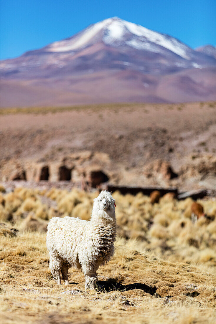 Llama i(Lama glama) in der Altiplano-Landschaft; Potosi, Bolivien