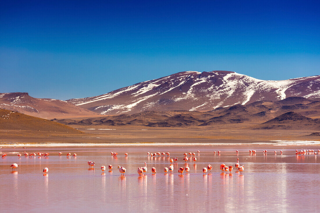 Laguna Colorada mit einer Schar von James-Flamingos (Phoenicoparrus jamesi), Altiplano-Landschaft; Potosi, Bolivien