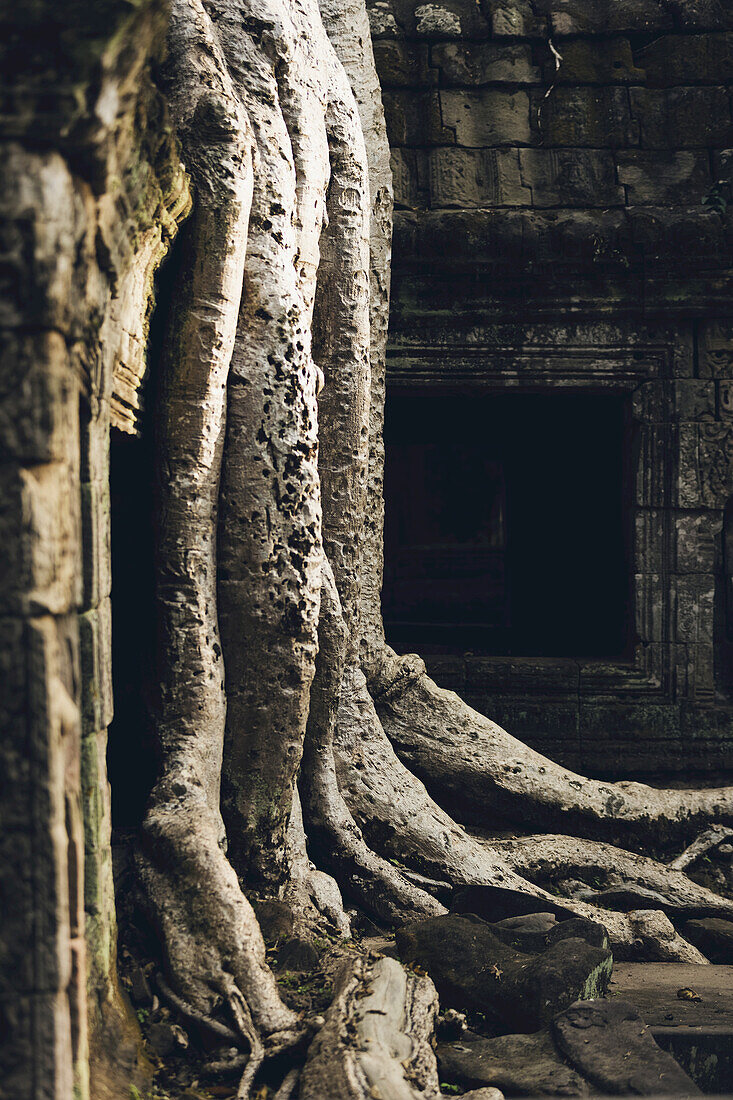 Ta-Prohm-Tempel im Angkor-Wat-Komplex; Siem Reap, Kambodscha