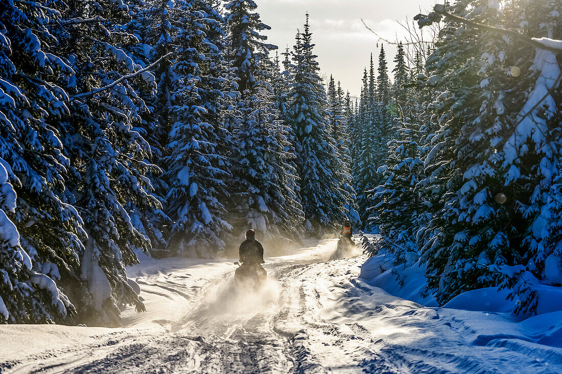Snowmobiles going down a trail through a forest in winter; Sun Peaks, British Columbia, Canada