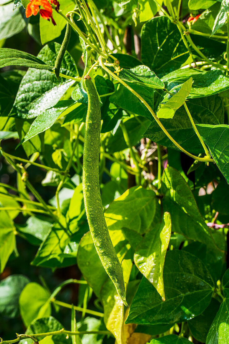 Close-up of green bean on the vine with water droplets; Calgary, Alberta, Canada