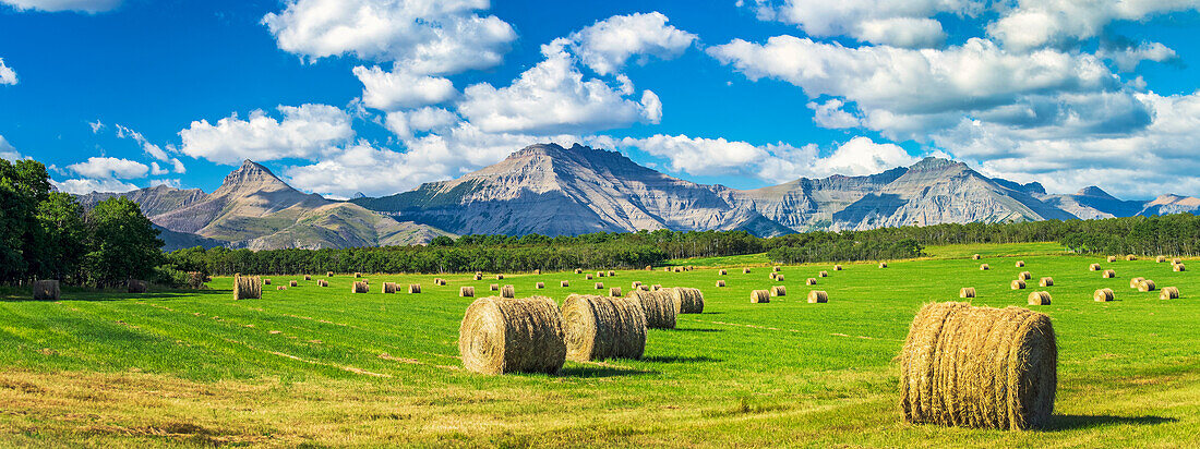 Panorama of hay bales in a green field with mountains, blue sky and clouds in the background, North of Waterton; Alberta, Canada