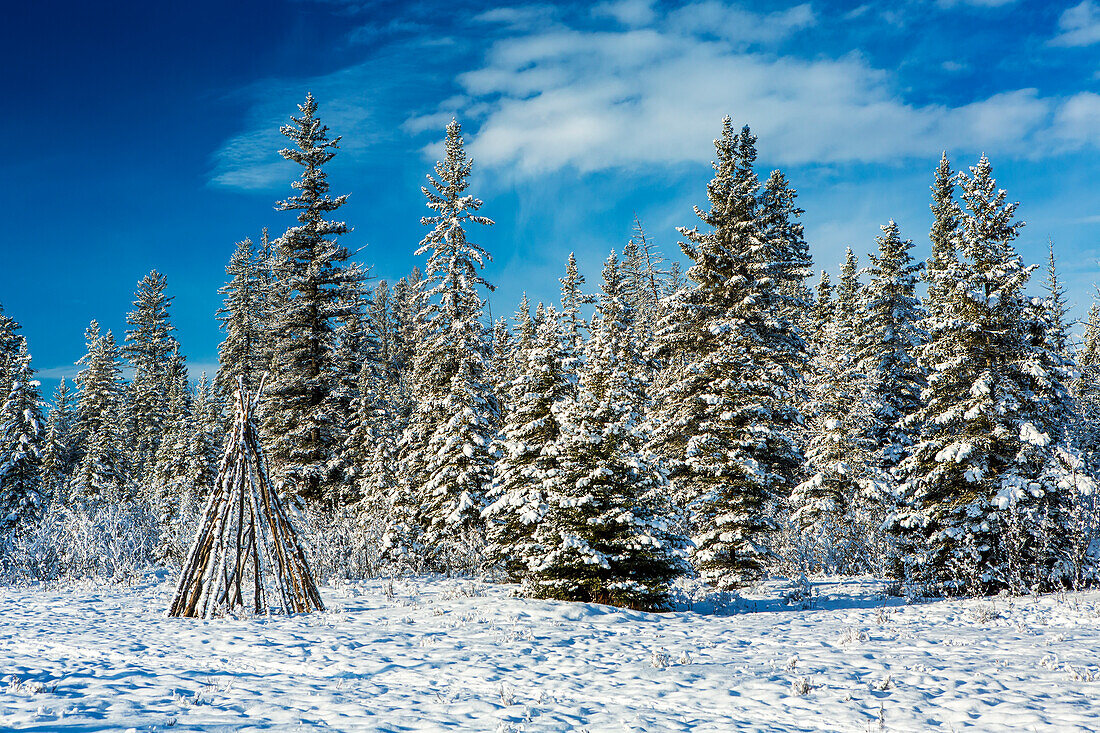 Snow-covered trees with wooden teepee in a snow-covered meadow with blue sky and clouds; Calgary, Alberta, Canada