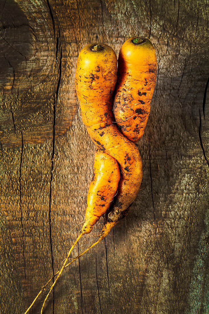 Close-up of twisted carrots slightly soiled on wooden board; Studio